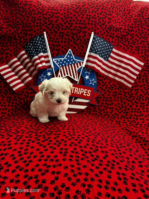 Casper – Maltese puppy for sale in Andrews, SC