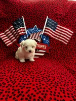 Casper, a male Maltese for sale in Andrews, SC – 1 of 4