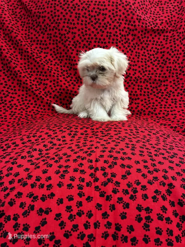 Gizmo – Shih Tzu puppy for sale in Andrews, SC