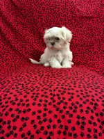 Gizmo, a male Shih Tzu for sale in Andrews, SC – 1 of 3