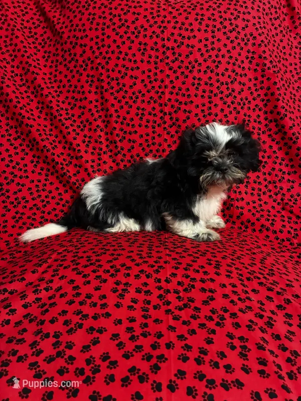 Oreo – Shih Tzu puppy for sale in Andrews, SC