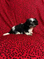 Oreo, a male Shih Tzu for sale in Andrews, SC – 1 of 4