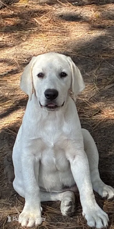 🕊️Olive 🕊️ – Labrador Retriever puppy for sale in Andrews, SC
