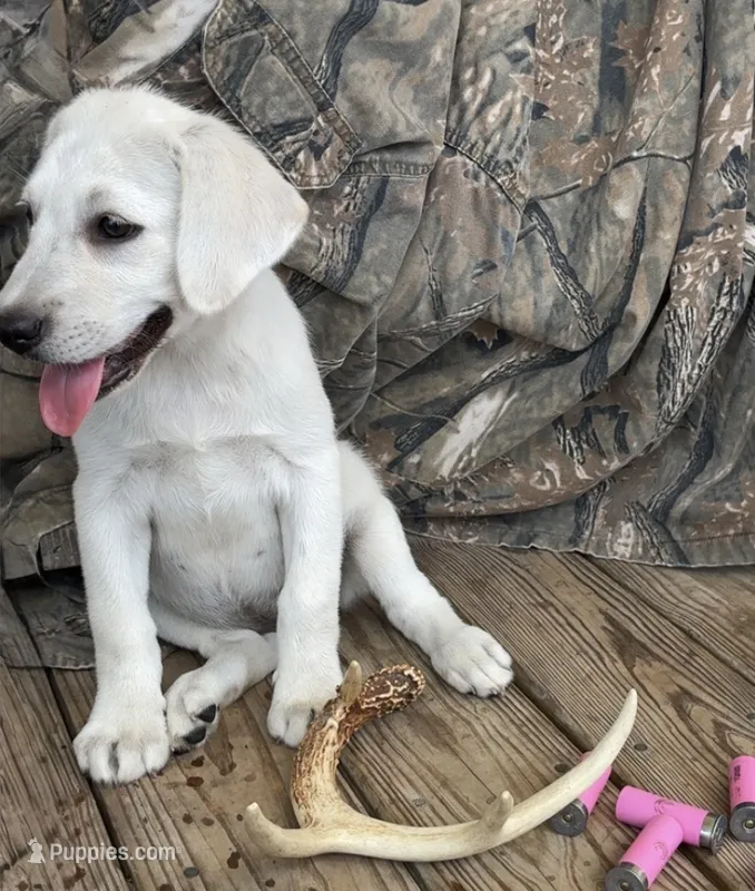 ⚓️Marina🚢 – Labrador Retriever puppy for sale in Andrews, SC