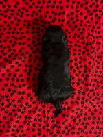Scooter, a male Shih Tzu for sale in Andrews, SC – 3 of 3