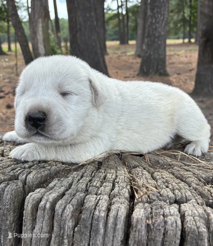 ⚓️Sailor 🚢 – Labrador Retriever puppy for sale in Andrews, SC