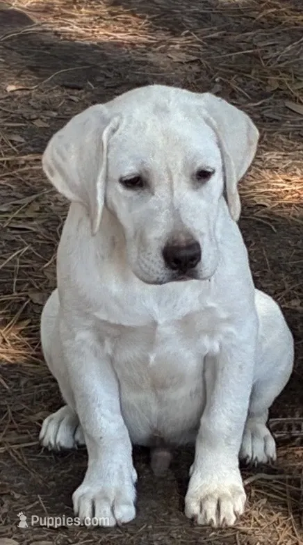 🍂Cypress 🍂 – Labrador Retriever puppy for sale in Andrews, SC