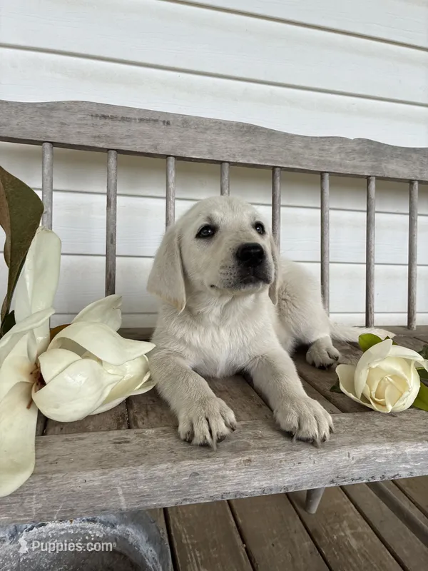 💐Blossom 🌸 – Labrador Retriever puppy for sale in Andrews, SC