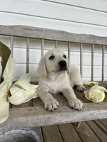 💐Blossom 🌸, a female Labrador Retriever for sale in Andrews, SC – 1 of 10
