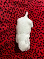 Chewy, a male Shih Tzu for sale in Andrews, SC – 3 of 3