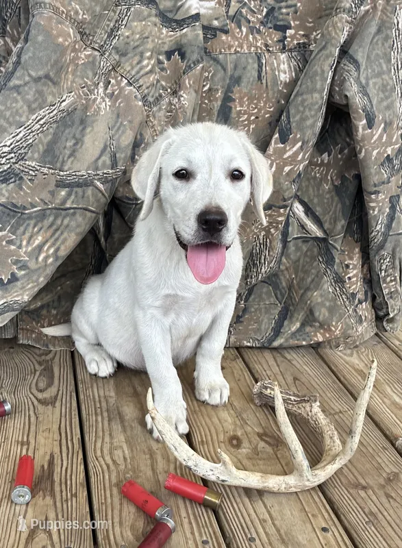 🛥️Sailor ⛵️ – Labrador Retriever puppy for sale in Andrews, SC