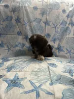 Browny, a female Shih Tzu for sale in Andrews, SC – 3 of 8