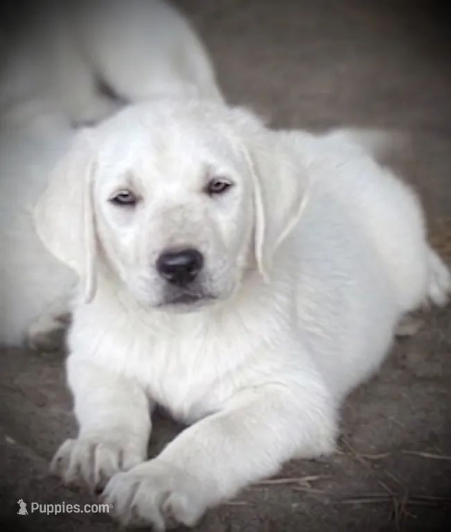 ❄️SNOW DOVE🕊️ – Labrador Retriever puppy for sale in Andrews, SC