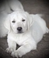 ❄️SNOW DOVE🕊️, a female Labrador Retriever for sale in Andrews, SC – 1 of 10
