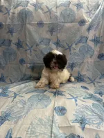 CoaCoa, a female Shih Tzu for sale in Andrews, SC – 3 of 8