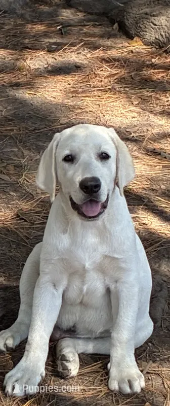 🌲Aspen🌲 – Labrador Retriever puppy for sale in Andrews, SC