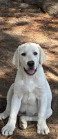🌲Aspen🌲, a female Labrador Retriever for sale in Andrews, SC – 1 of 8