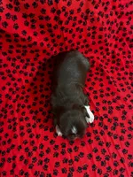 Brownie, a female Shih Tzu for sale in Andrews, SC – 2 of 3