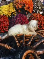 SALE- Handsome!, a male Shih Tzu for sale in Andrews, SC – 2 of 9