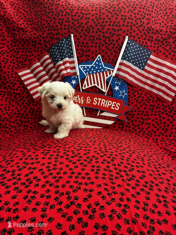 Snowball – Maltese puppy for sale in Andrews, SC