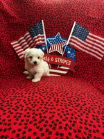 Snowball, a male Maltese for sale in Andrews, SC – 1 of 5