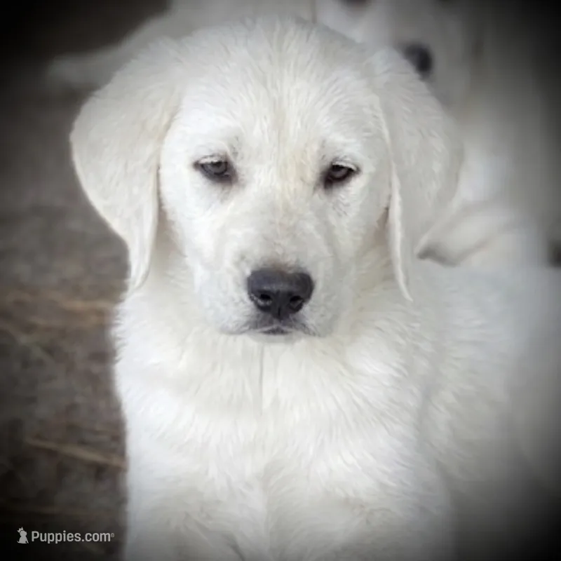 🧊 GLACIER 🏔️ – Labrador Retriever puppy for sale in Andrews, SC