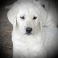 🧊 GLACIER 🏔️, a male Labrador Retriever for sale in Andrews, SC – 1 of 10
