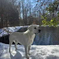 🐇Cotton 🐰, a male Labrador Retriever for sale in Andrews, SC – Photo 6 of 10