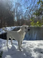 🐇Cotton 🐰, a  Labrador Retriever for sale in Andrews, SC – Photo 6 of 10