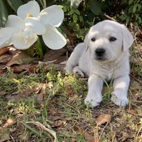 🐇Cotton 🐰, a male Labrador Retriever for sale in Andrews, SC – Photo 1 of 10