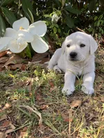 🐇Cotton 🐰, a  Labrador Retriever for sale in Andrews, SC – Photo 1 of 10