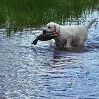 🐇Cotton 🐰, a male Labrador Retriever for sale in Andrews, SC – Photo 5 of 10