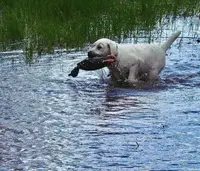 🐇Cotton 🐰, a  Labrador Retriever for sale in Andrews, SC – Photo 5 of 10
