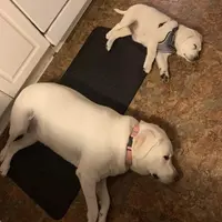 🐇Cotton 🐰, a male Labrador Retriever for sale in Andrews, SC – Photo 8 of 10