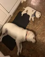 🐇Cotton 🐰, a  Labrador Retriever for sale in Andrews, SC – Photo 8 of 10