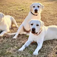 🐇Cotton 🐰, a male Labrador Retriever for sale in Andrews, SC – Photo 7 of 10