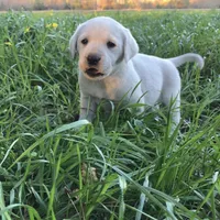 🐇Cotton 🐰, a male Labrador Retriever for sale in Andrews, SC – Photo 3 of 10