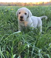 🐇Cotton 🐰, a  Labrador Retriever for sale in Andrews, SC – Photo 3 of 10