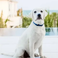 🐇Cotton 🐰, a male Labrador Retriever for sale in Andrews, SC – Photo 2 of 10