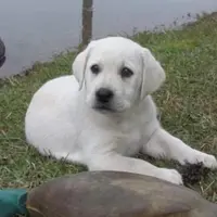 🐇Cotton 🐰, a male Labrador Retriever for sale in Andrews, SC – Photo 9 of 10