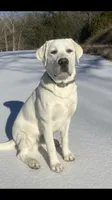 ⚓️Sailor 🚢, a male Labrador Retriever for sale in Andrews, SC – 8 of 9