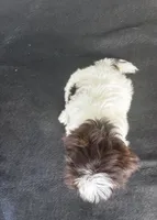 CoaCoa, a female Shih Tzu for sale in Andrews, SC – 2 of 8