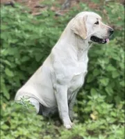 🧜🏻‍♀️Calypso 🌊, a female Labrador Retriever for sale in Andrews, SC – 5 of 8