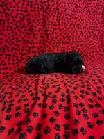 Scooter, a male Shih Tzu for sale in Andrews, SC – 2 of 3