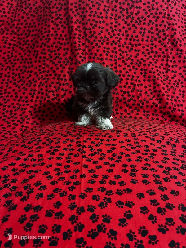 Brownie – Shih Tzu puppy for sale in Andrews, SC