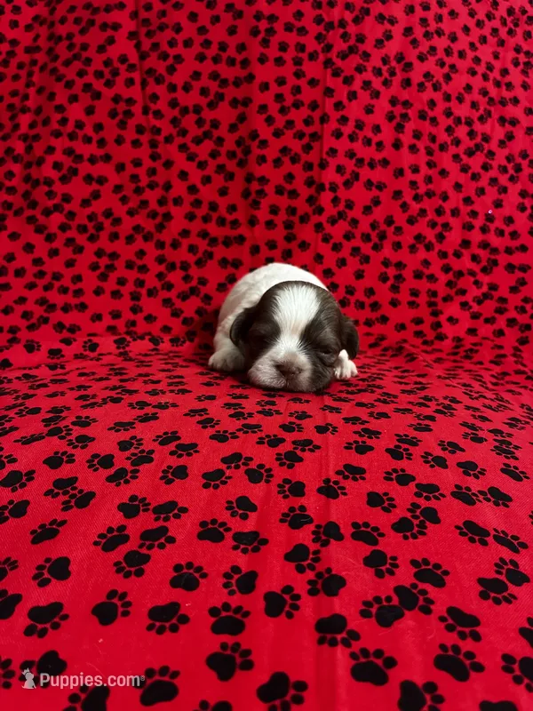 Fluffy – Shih Tzu puppy for sale in Andrews, SC