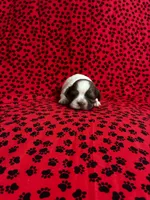 Fluffy, a female Shih Tzu for sale in Andrews, SC – 1 of 3