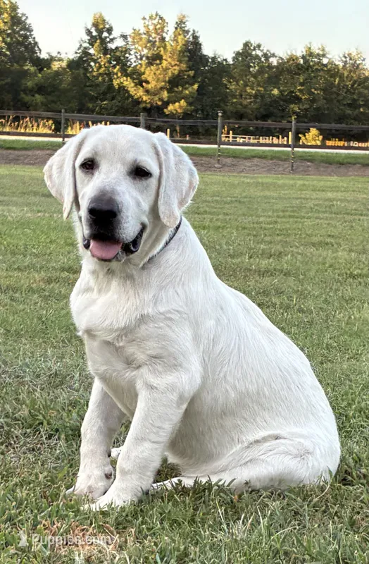 Sale on 🥶 ARCTIC OWL 🦉  – Labrador Retriever puppy for sale in Andrews, SC