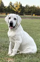 Sale on 🥶 ARCTIC OWL 🦉 , a female Labrador Retriever for sale in Andrews, SC – 1 of 10