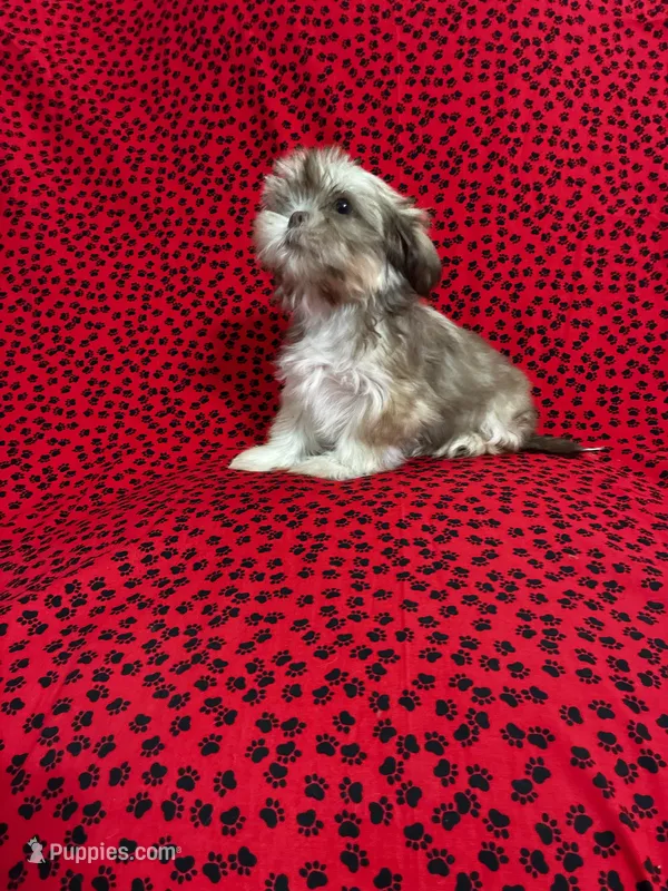 Simba – Shih Tzu puppy for sale in Andrews, SC